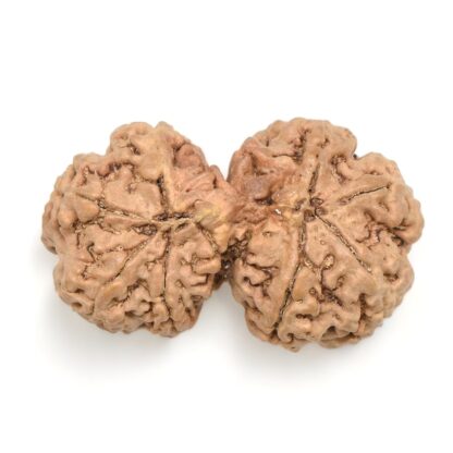 Gauri-Shankar-Rudraksha-Nepal-17-Back