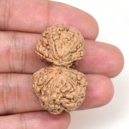 Gauri-Shankar-Rudraksha-Nepal-17-Hand