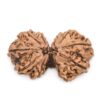 Gauri-Shankar-Rudraksha-Nepal-18