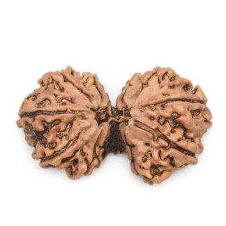 Gauri-Shankar-Rudraksha-Nepal-18