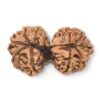 Gauri-Shankar-Rudraksha-Nepal-18-Back