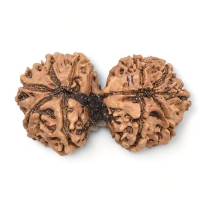 Gauri-Shankar-Rudraksha-Nepal-18-Back