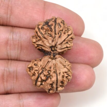 Gauri-Shankar-Rudraksha-Nepal-18-Hand