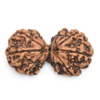 Gauri-Shankar-Rudraksha-Nepal-19