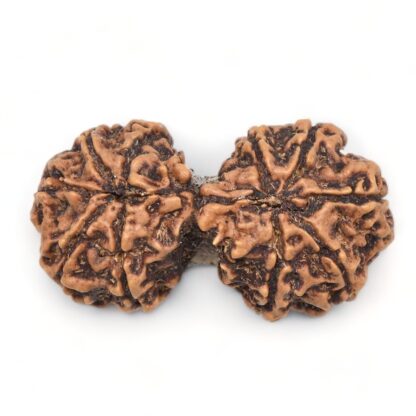 Gauri-Shankar-Rudraksha-Nepal-19-Back