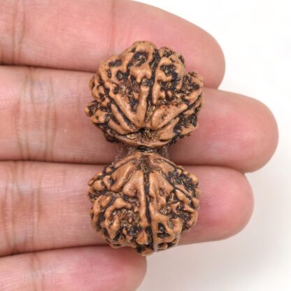 Gauri-Shankar-Rudraksha-Nepal-19-Hand