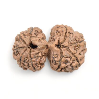 Gauri-Shankar-Rudraksha-Nepal-2-Back
