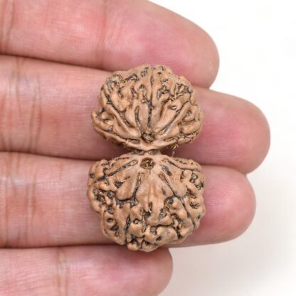 Gauri-Shankar-Rudraksha-Nepal-2-Hand