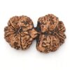 Gauri-Shankar-Rudraksha-Nepal-20-Back
