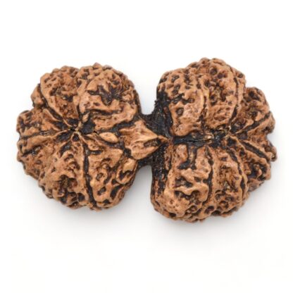 Gauri-Shankar-Rudraksha-Nepal-20-Back