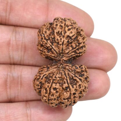 Gauri-Shankar-Rudraksha-Nepal-20-Hand