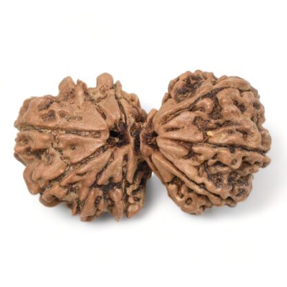 Gauri-Shankar-Rudraksha-Nepal-21