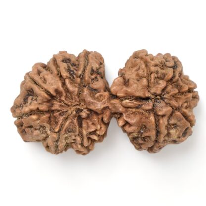 Gauri-Shankar-Rudraksha-Nepal-21-Back