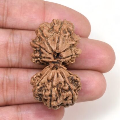 Gauri-Shankar-Rudraksha-Nepal-21-Hand