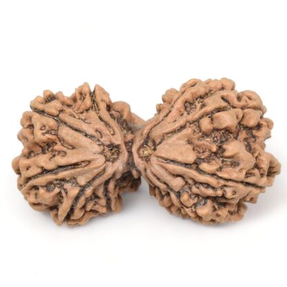 Gauri-Shankar-Rudraksha-Nepal-22