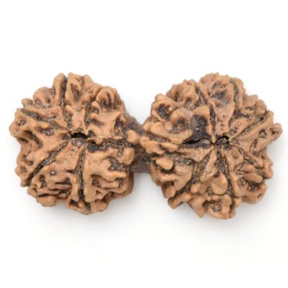 Gauri-Shankar-Rudraksha-Nepal-22-Back