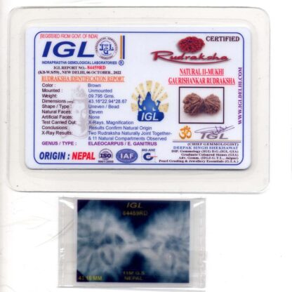 Gauri-Shankar-Rudraksha-Nepal-22-Certificate