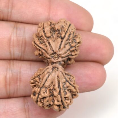 Gauri-Shankar-Rudraksha-Nepal-22-Hand