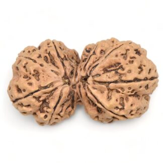 Gauri-Shankar-Rudraksha-Nepal-23