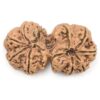 Gauri-Shankar-Rudraksha-Nepal-23-Back