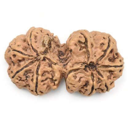 Gauri-Shankar-Rudraksha-Nepal-23-Back