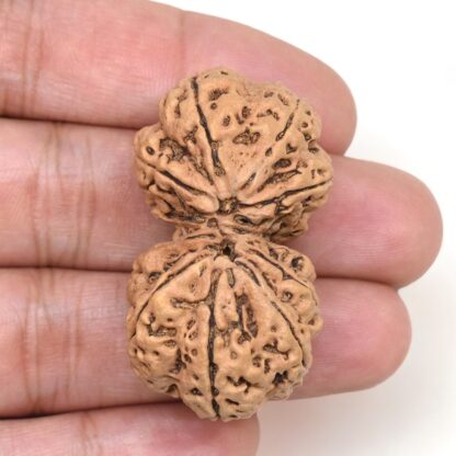 Gauri-Shankar-Rudraksha-Nepal-23-Hand