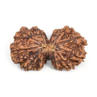 Gauri-Shankar-Rudraksha-Nepal-3