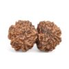 Gauri-Shankar-Rudraksha-Nepal-3-Back