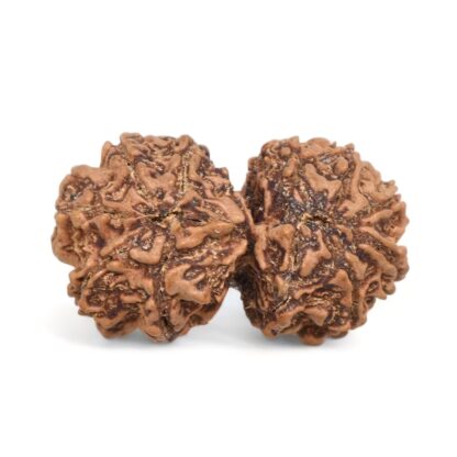 Gauri-Shankar-Rudraksha-Nepal-3-Back