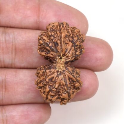Gauri-Shankar-Rudraksha-Nepal-3-Hand