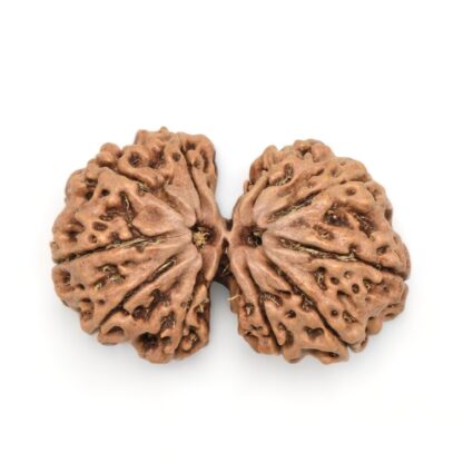 Gauri-Shankar-Rudraksha-Nepal-4