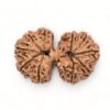 Gauri-Shankar-Rudraksha-Nepal-4-Back