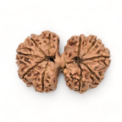 Gauri-Shankar-Rudraksha-Nepal-4-Back