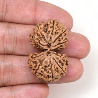 Gauri-Shankar-Rudraksha-Nepal-4-Hand