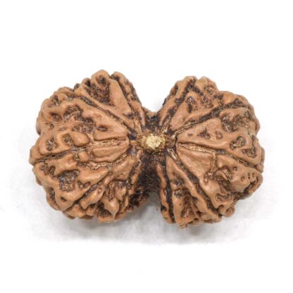 Gauri-Shankar-Rudraksha-Nepal-5