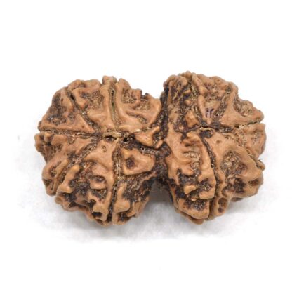 Gauri-Shankar-Rudraksha-Nepal-5-Back