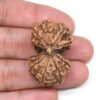 Gauri-Shankar-Rudraksha-Nepal-5-Hand