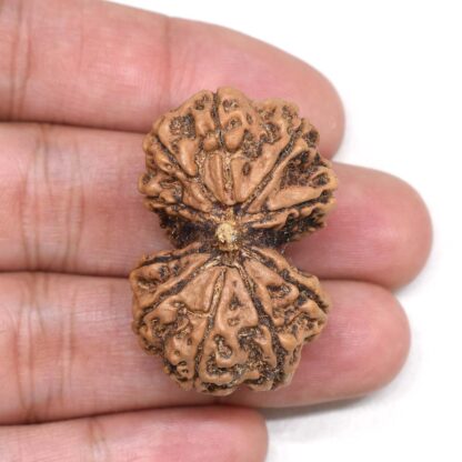 Gauri-Shankar-Rudraksha-Nepal-5-Hand