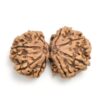 Gauri-Shankar-Rudraksha-Nepal-6