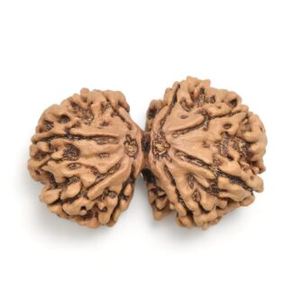 Gauri-Shankar-Rudraksha-Nepal-6