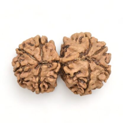 Gauri-Shankar-Rudraksha-Nepal-6-Back