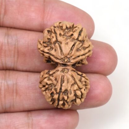 Gauri-Shankar-Rudraksha-Nepal-6-Hand