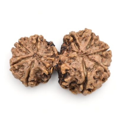 Gauri-Shankar-Rudraksha-Nepal-7-Back