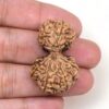 Gauri-Shankar-Rudraksha-Nepal-7-Hand