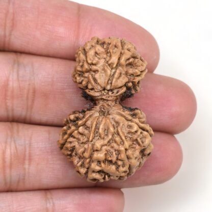 Gauri-Shankar-Rudraksha-Nepal-7-Hand