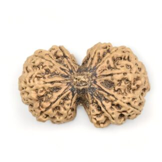 Gauri-Shankar-Rudraksha-Nepal-8