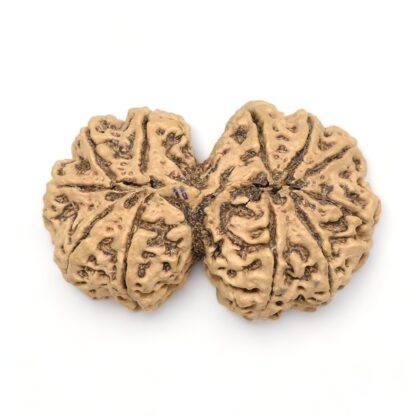 Gauri-Shankar-Rudraksha-Nepal-8-Back