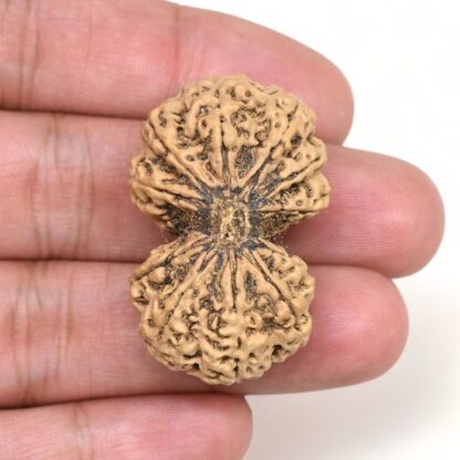 Gauri-Shankar-Rudraksha-Nepal-8-Hand