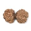Gauri-Shankar-Rudraksha-Nepal-9
