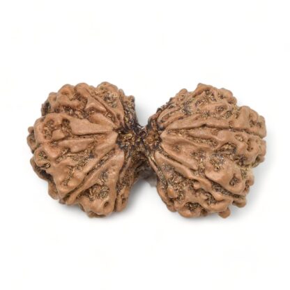 Gauri-Shankar-Rudraksha-Nepal-9